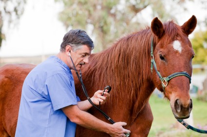 velke ge-veterinar